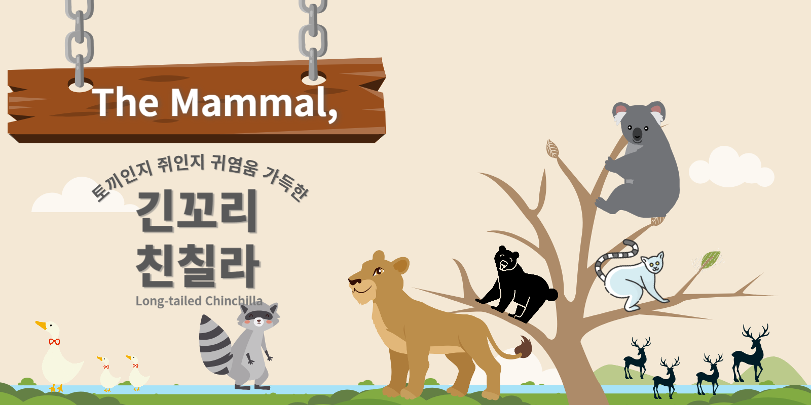 토끼인지 쥐인지 귀여움 가득한 긴꼬리친칠라
