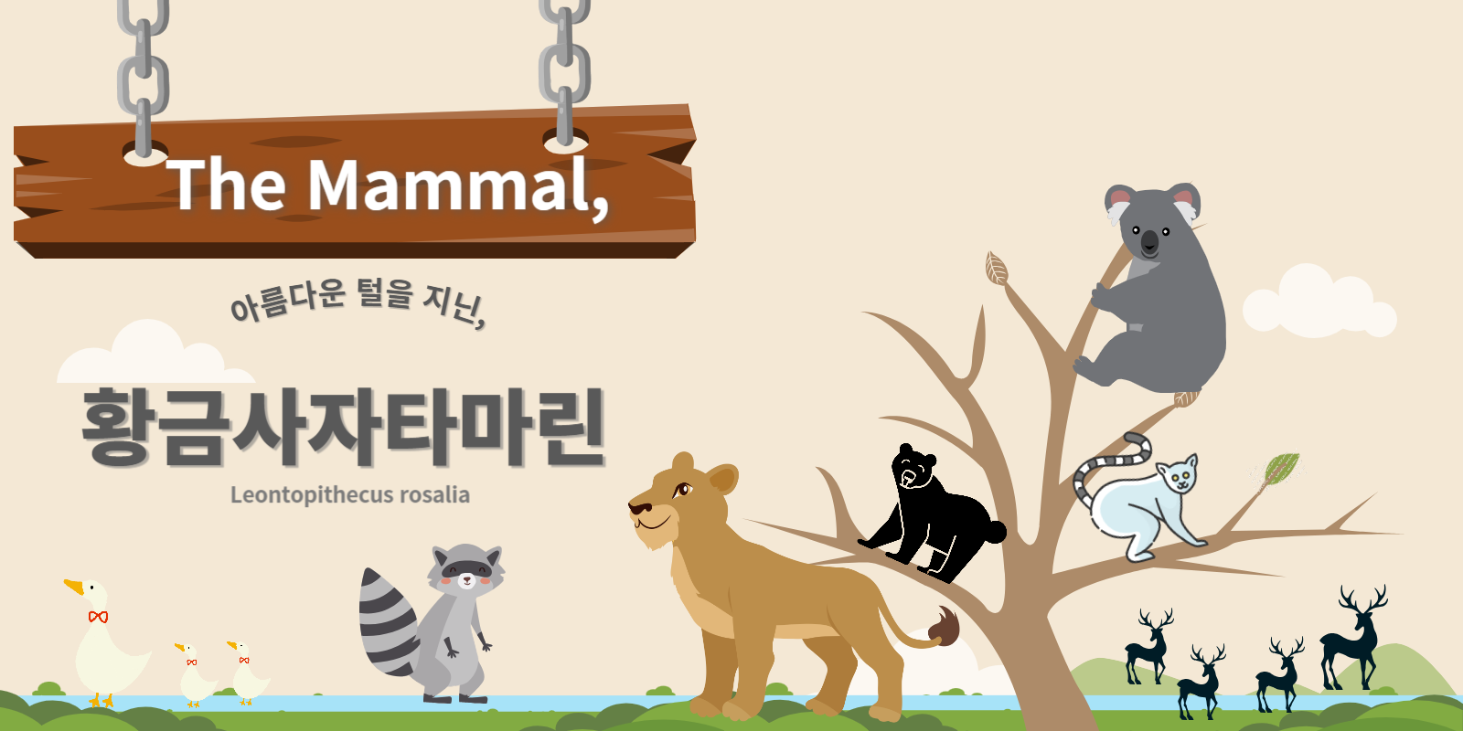 아름다운 털을 지닌, 황금사자타마린