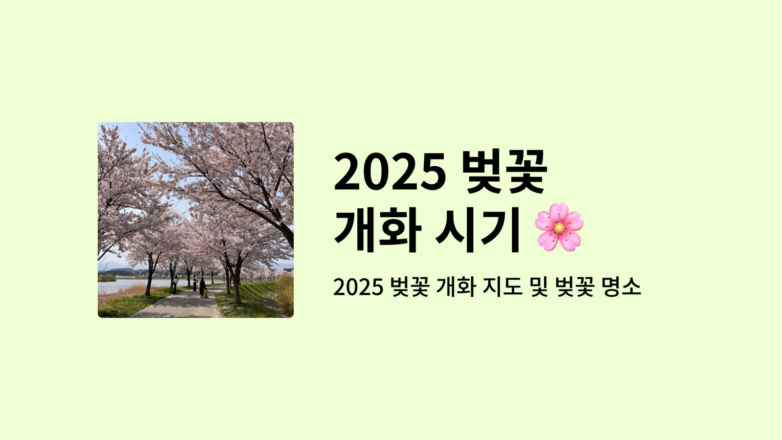 2025 벚꽃 개화 시기